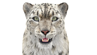 Snow Leopard 3D Model with Fur