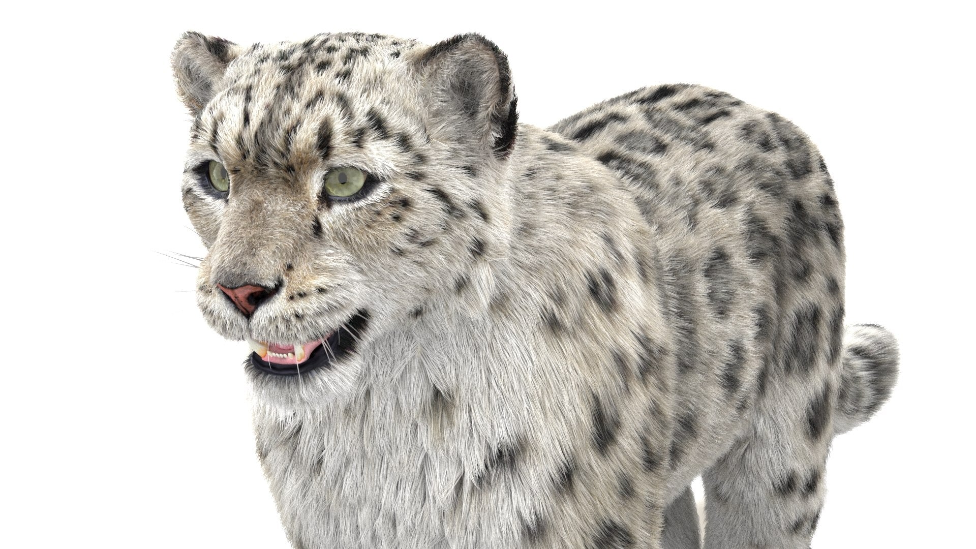 Snow Leopard 3D Model with Fur