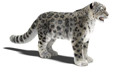 Snow Leopard 3D Model Fur Maya