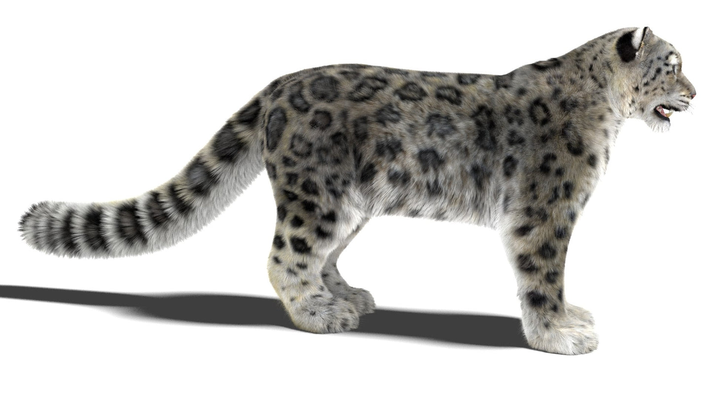 Snow Leopard 3D Model Fur Maya