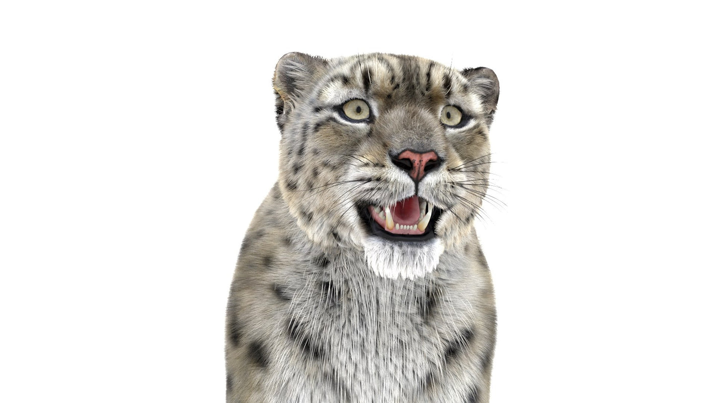 Snow Leopard 3D Model Fur Maya