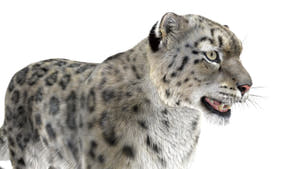 Realistic Snow Leopard 3D Model with Maya Xgen Fur - Close up Thumbnail