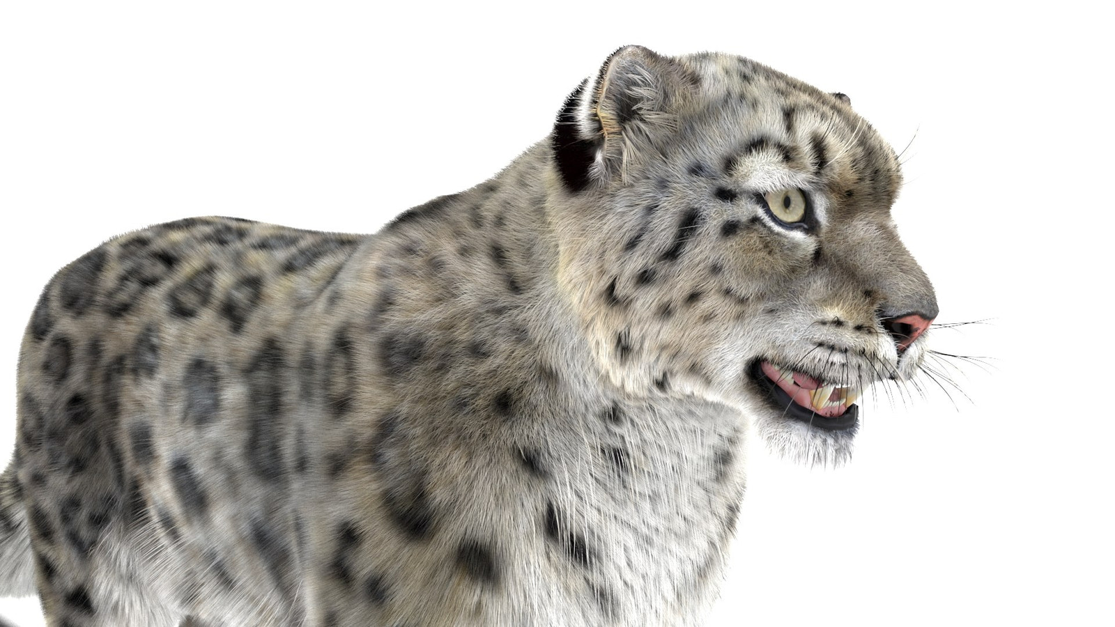 Realistic Snow Leopard 3D Model with Maya Xgen Fur - Close up
