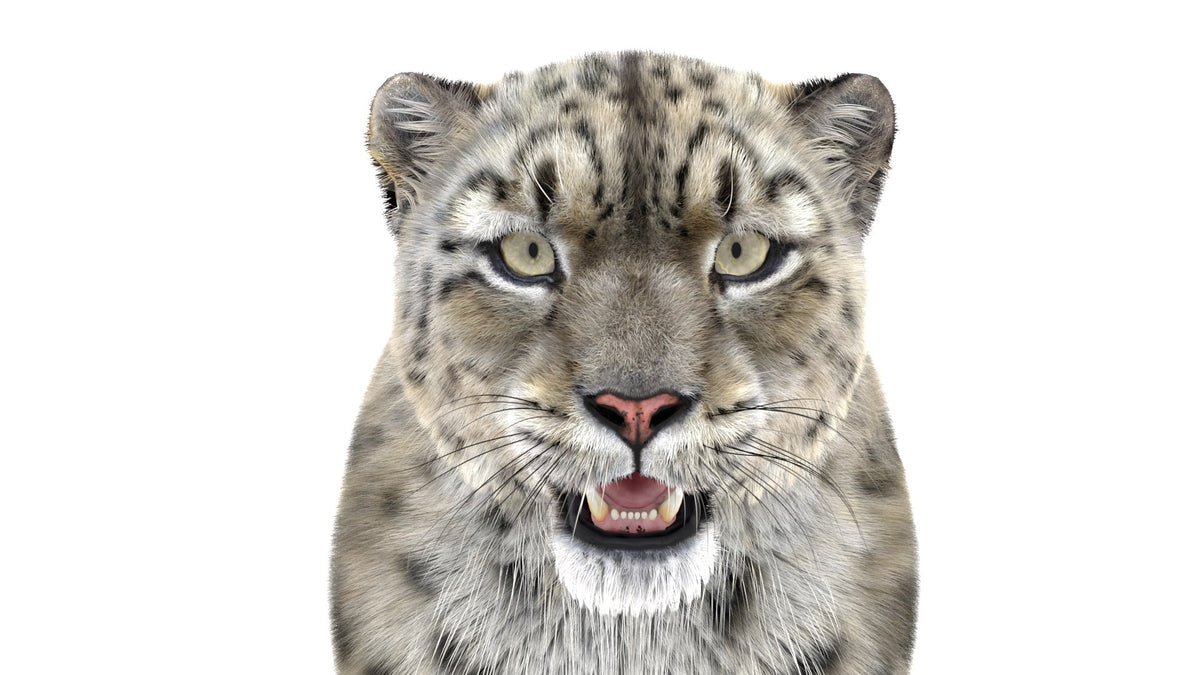 Realistic Snow Leopard 3D Model with Maya Xgen Fur - Close Up Front View