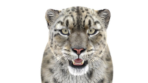 Realistic Snow Leopard 3D Model with Maya Xgen Fur - Close Up Front View Thumbnail