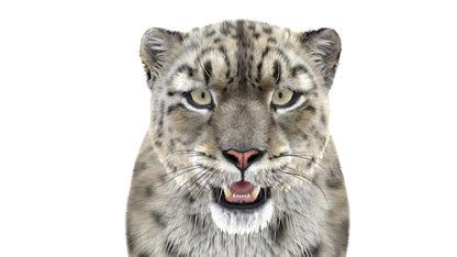 Snow Leopard 3D Model Fur Maya