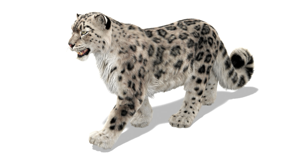 Animated Snow Leopard 3D Model Ornatrix Fur - 360 Degree View