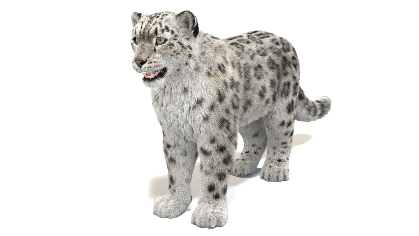 Snow Leopard 3D Model Fur