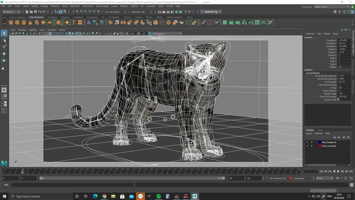 Rigged Snow Leopard 3D Model Maya Printscreen