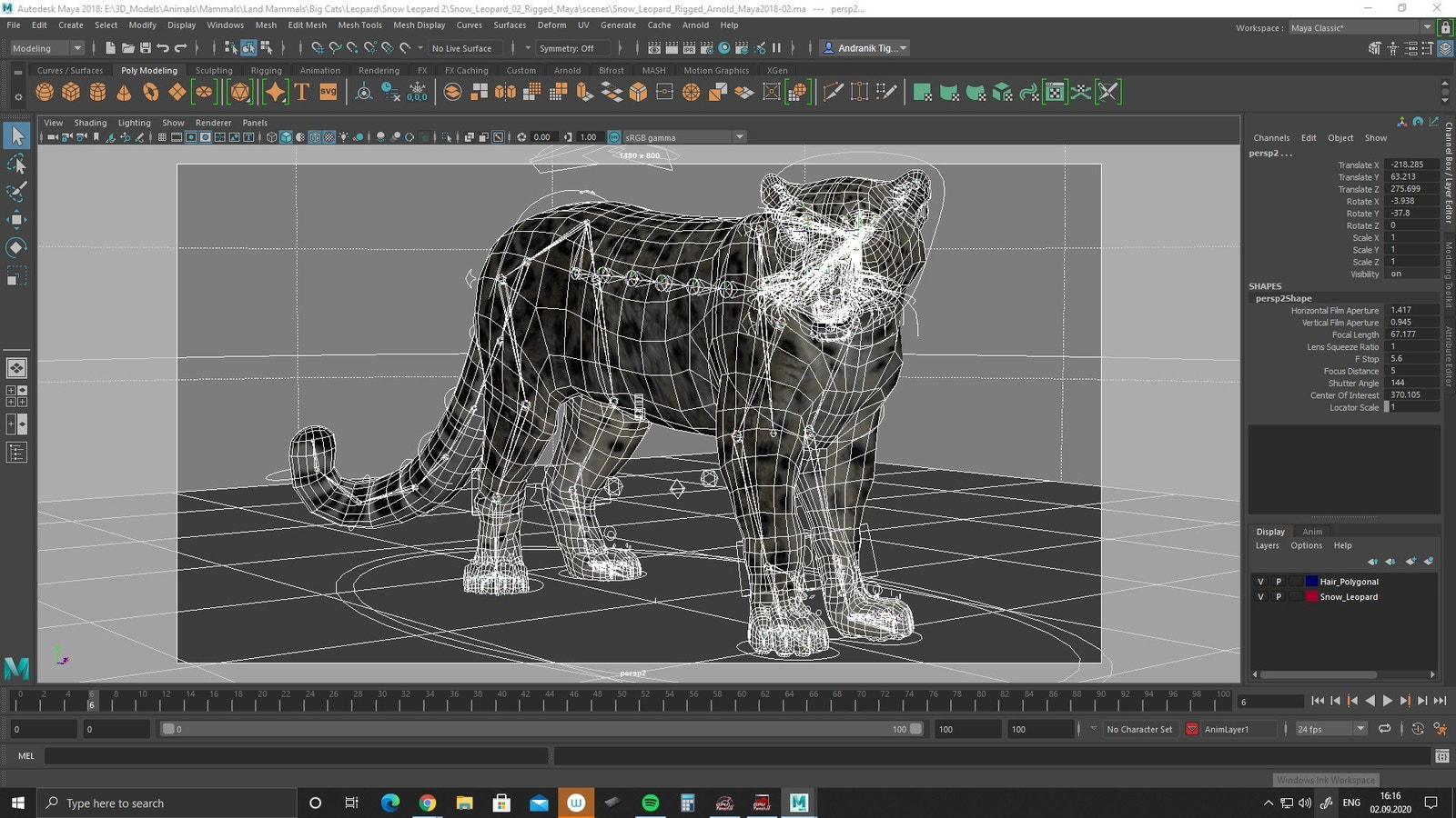 Rigged Snow Leopard 3D Model Maya Printscreen