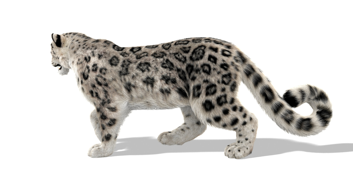 Animated Snow Leopard 3D Model Ornatrix Fur - 360 Degree View