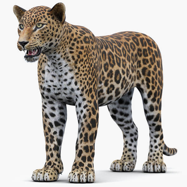 Sri Lankan Leopard 3D Model