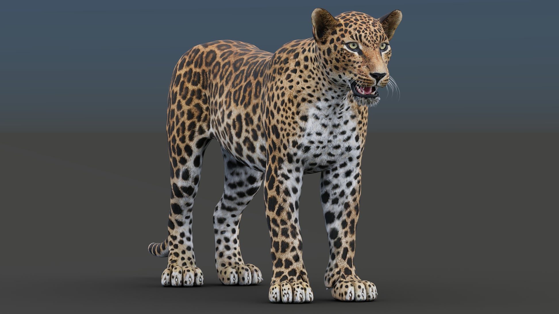Realistic Leopard 3D Model for Game, and AR/ VR