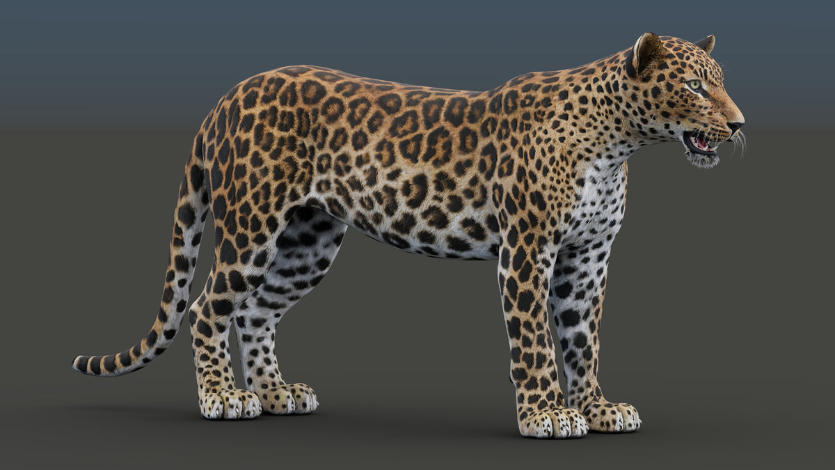 Realistic Leopard 3D Model for Game, and AR/ VR