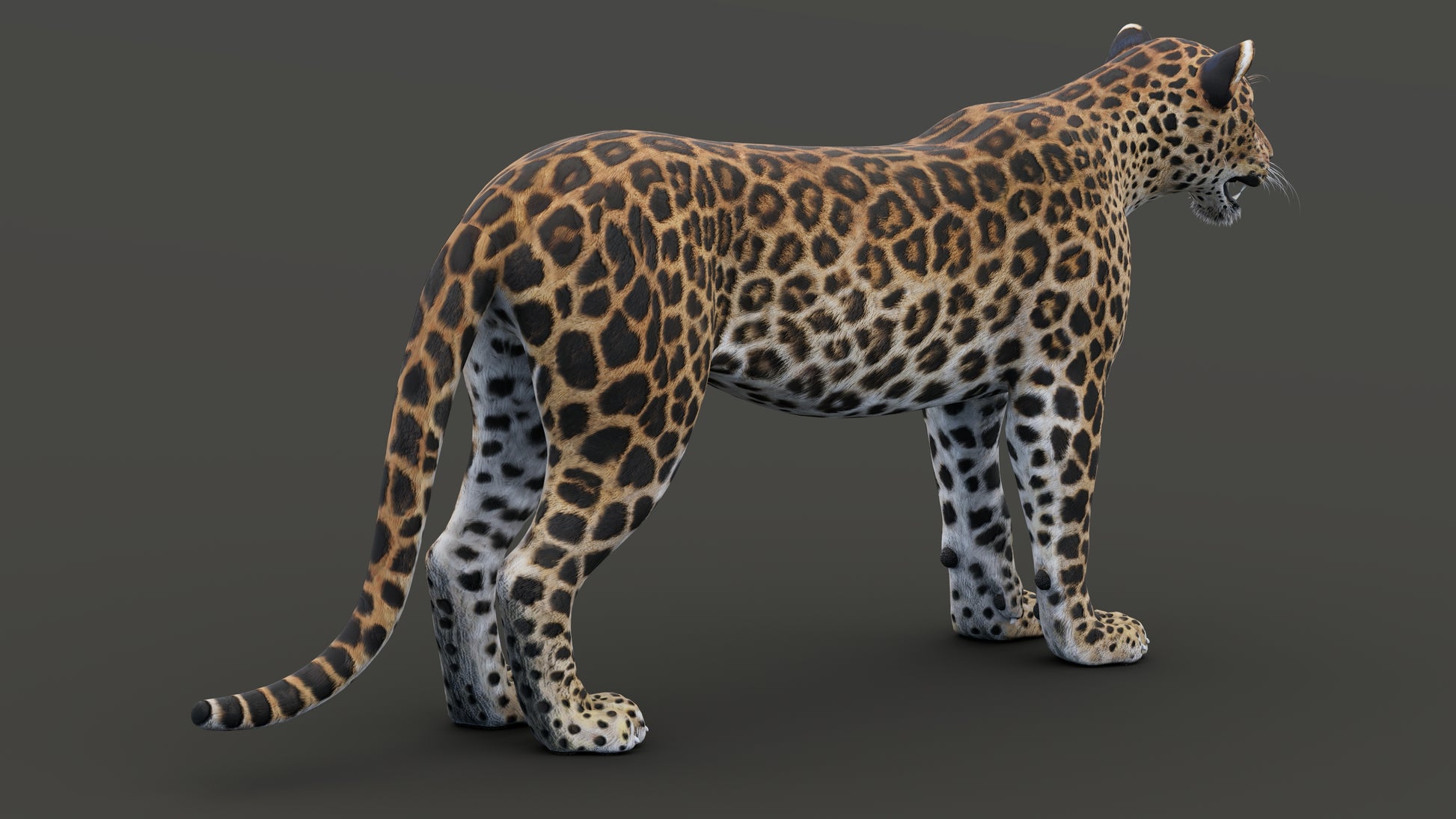 Realistic leopard 3D model for download