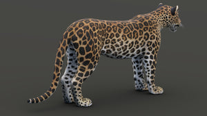 Realistic leopard 3D model for download Thumbnail