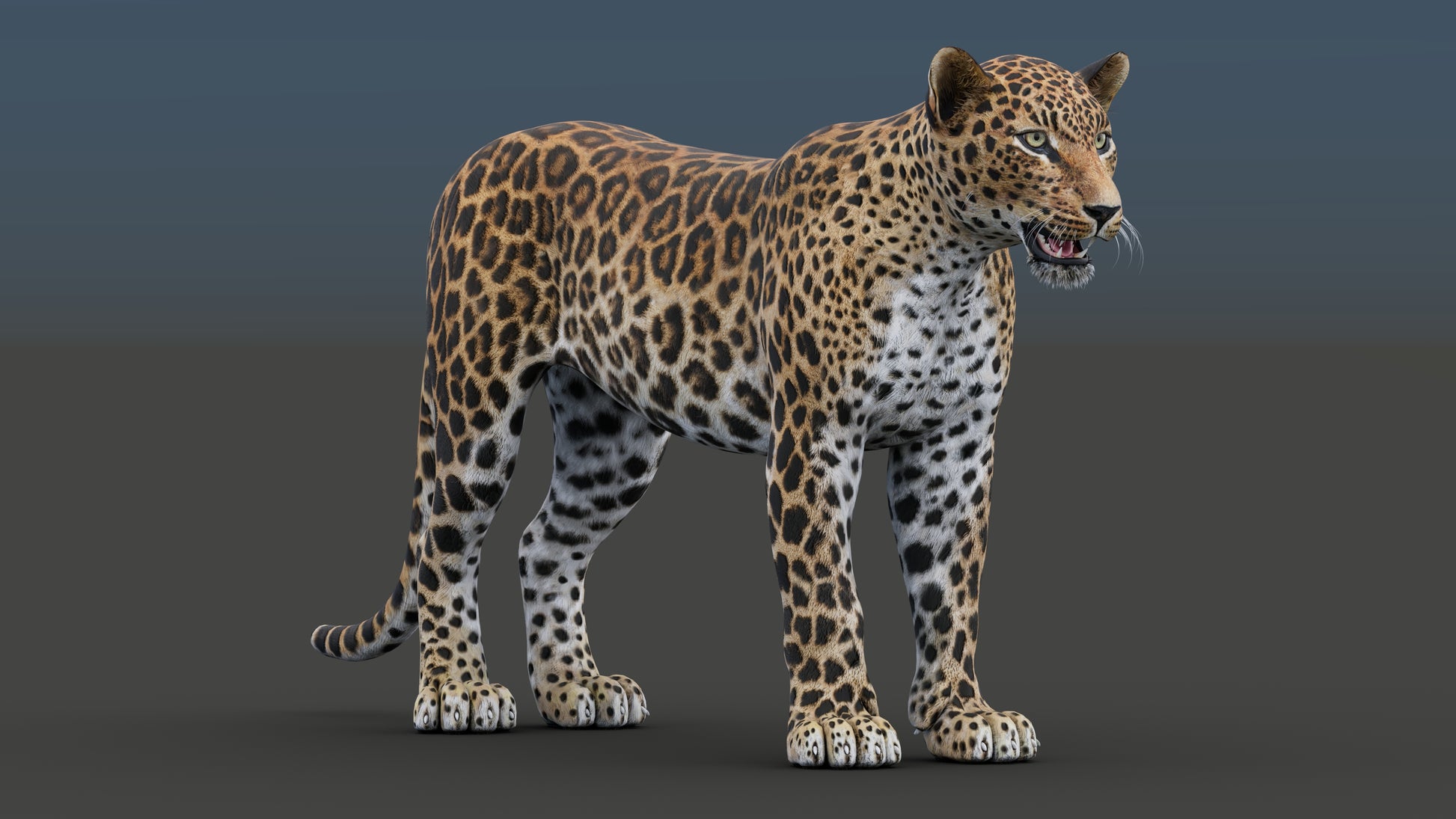 Realistic leopard 3D model for download
