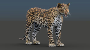 Realistic leopard 3D model for download Thumbnail