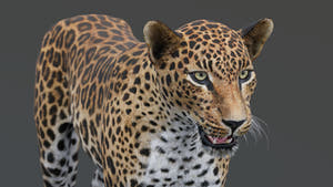 Realistic leopard 3D model for download Thumbnail