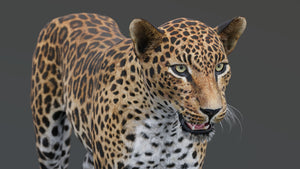 Realistic leopard 3D model for download Thumbnail