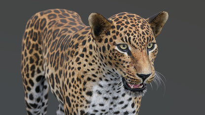 Realistic leopard 3D model for download