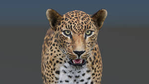 Realistic leopard 3D model for download Thumbnail