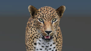 Realistic leopard 3D model for download Thumbnail