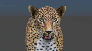 Realistic leopard 3D model for download Thumbnail