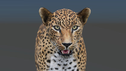 Realistic leopard 3D model for download