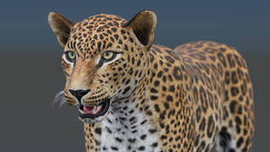 Realistic leopard 3D model for download Thumbnail