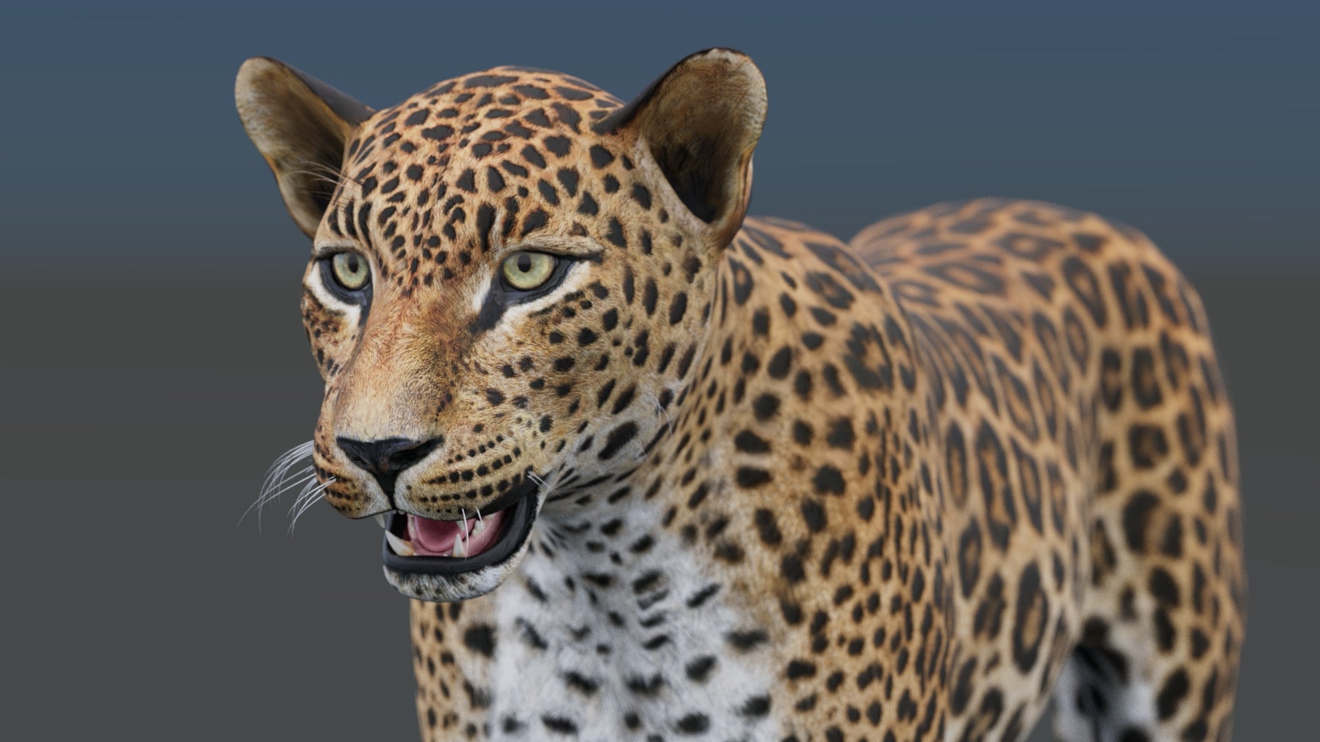 Realistic leopard 3D model for download