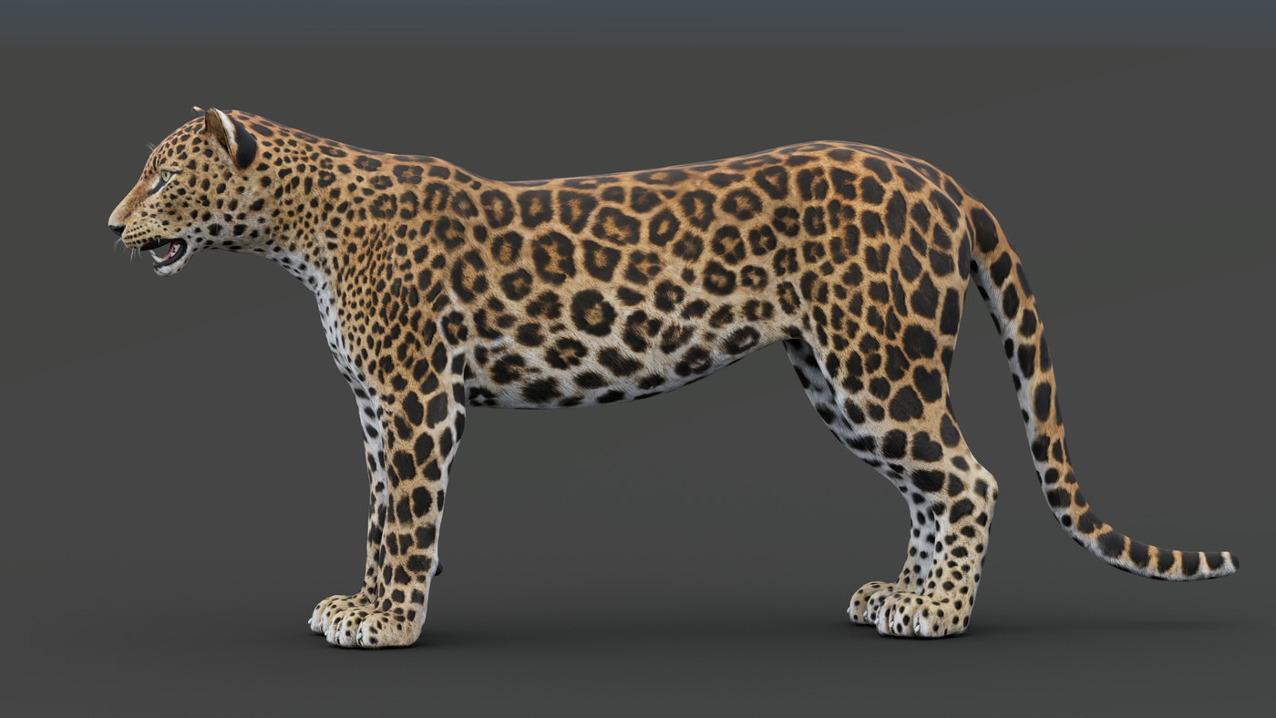 Sri Lankan Leopard 3D Model - 360 Degree View