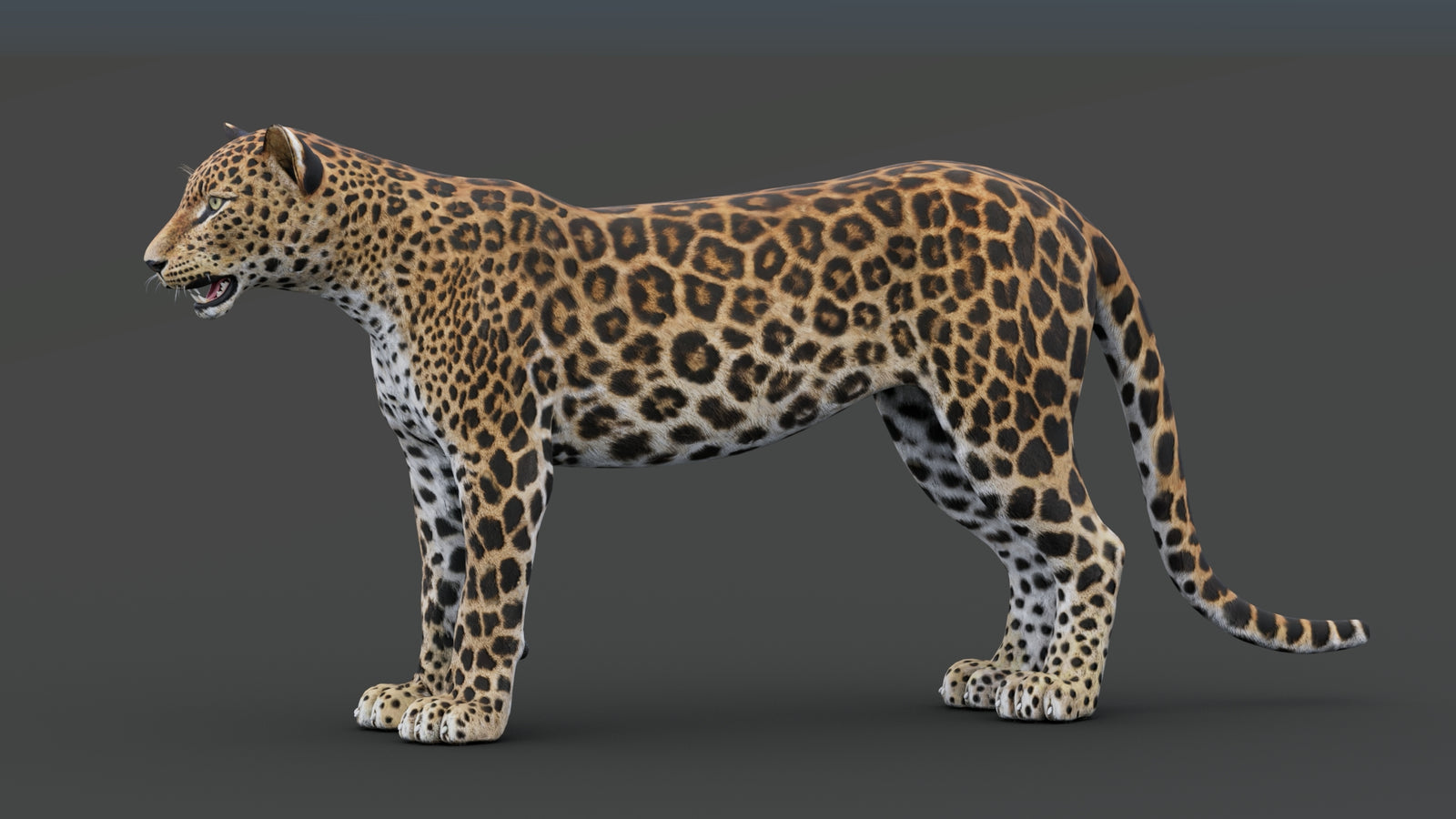 Sri Lankan Leopard 3D Model 360° view 1 frame 2