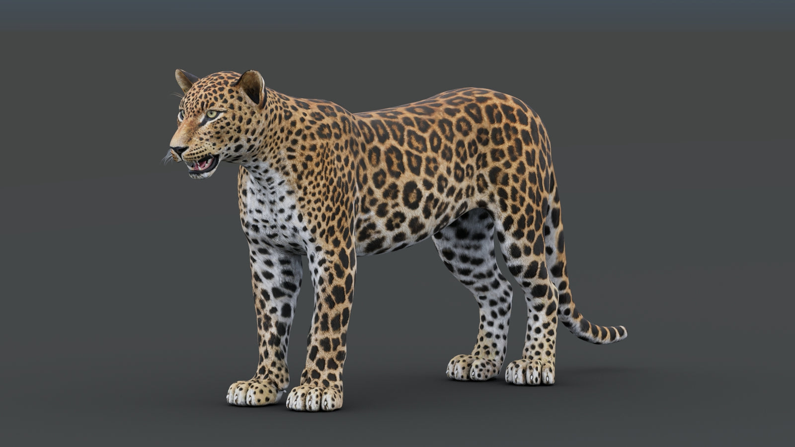 Sri Lankan Leopard 3D Model 360° view 1 frame 5