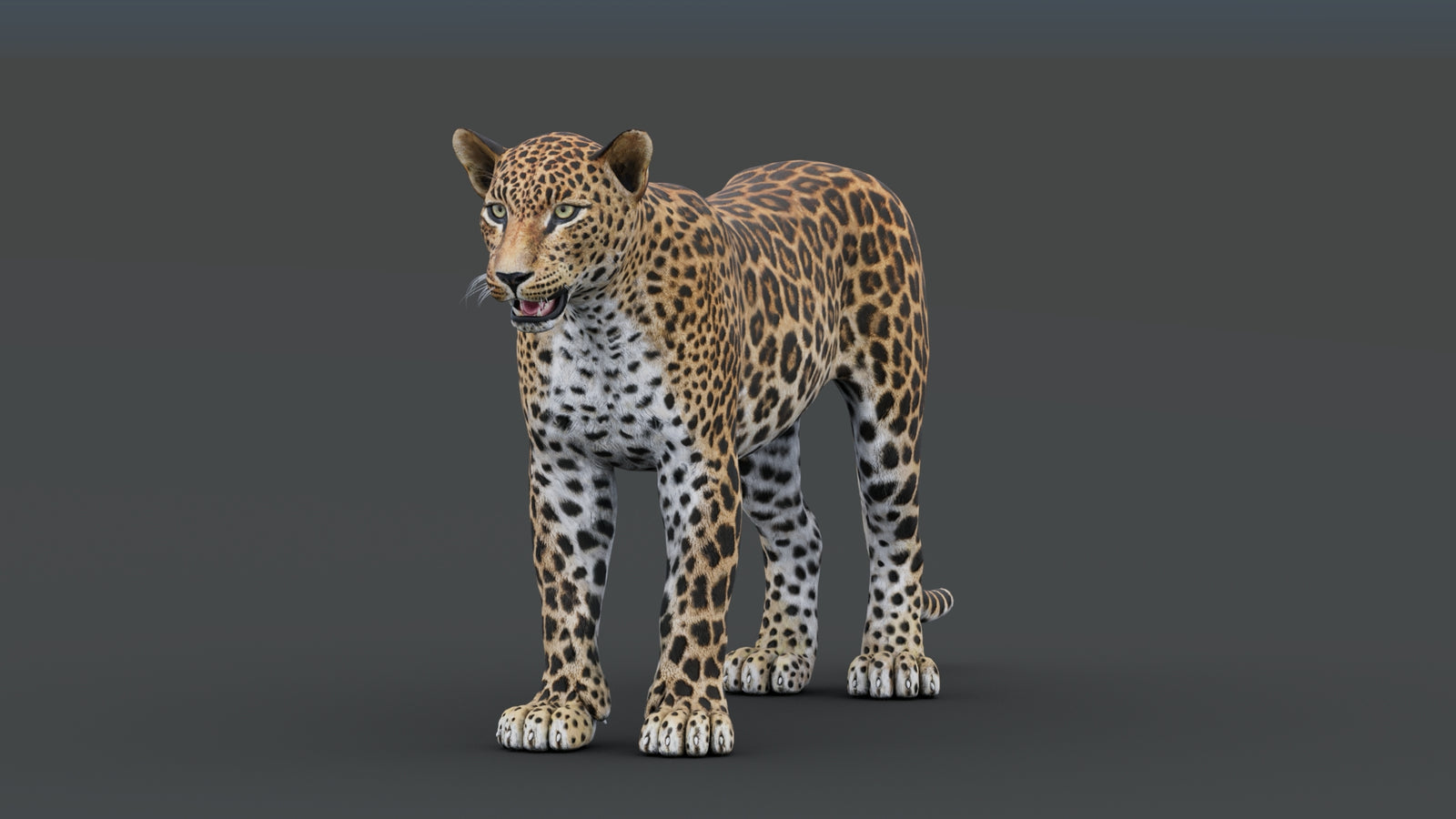 Sri Lankan Leopard 3D Model 360° view 1 frame 7
