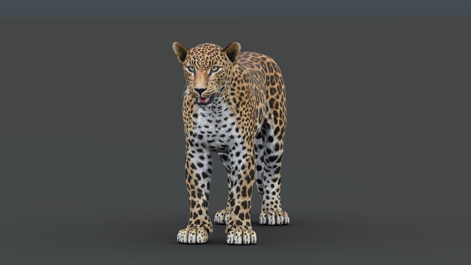Sri Lankan Leopard 3D Model 360° view 1 frame 8