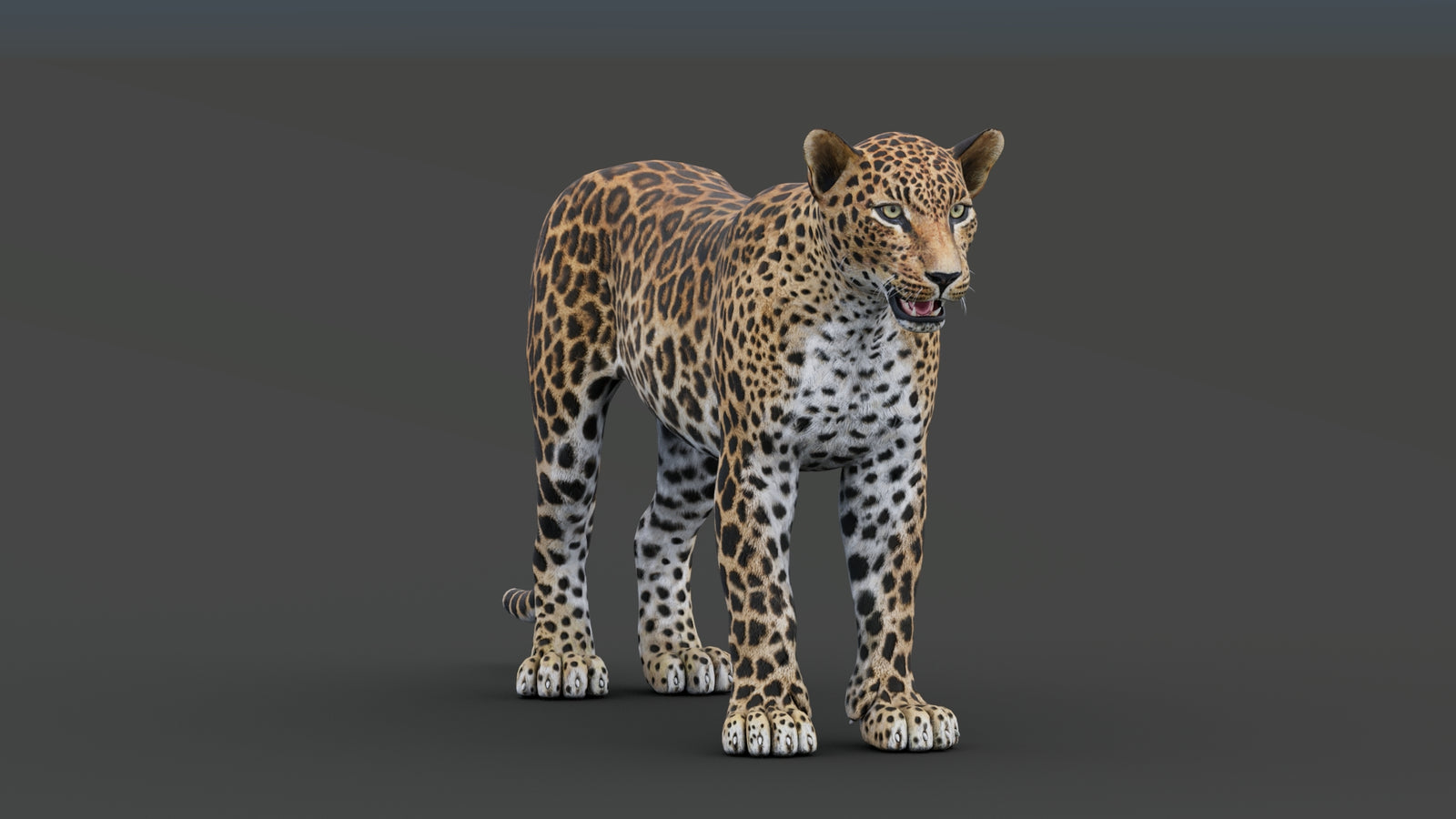 Sri Lankan Leopard 3D Model 360° view 1 frame 11