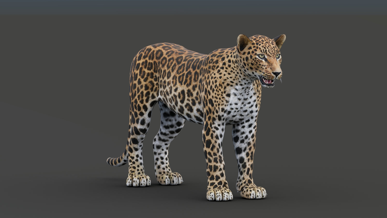 Sri Lankan Leopard 3D Model 360° view 1 frame 12
