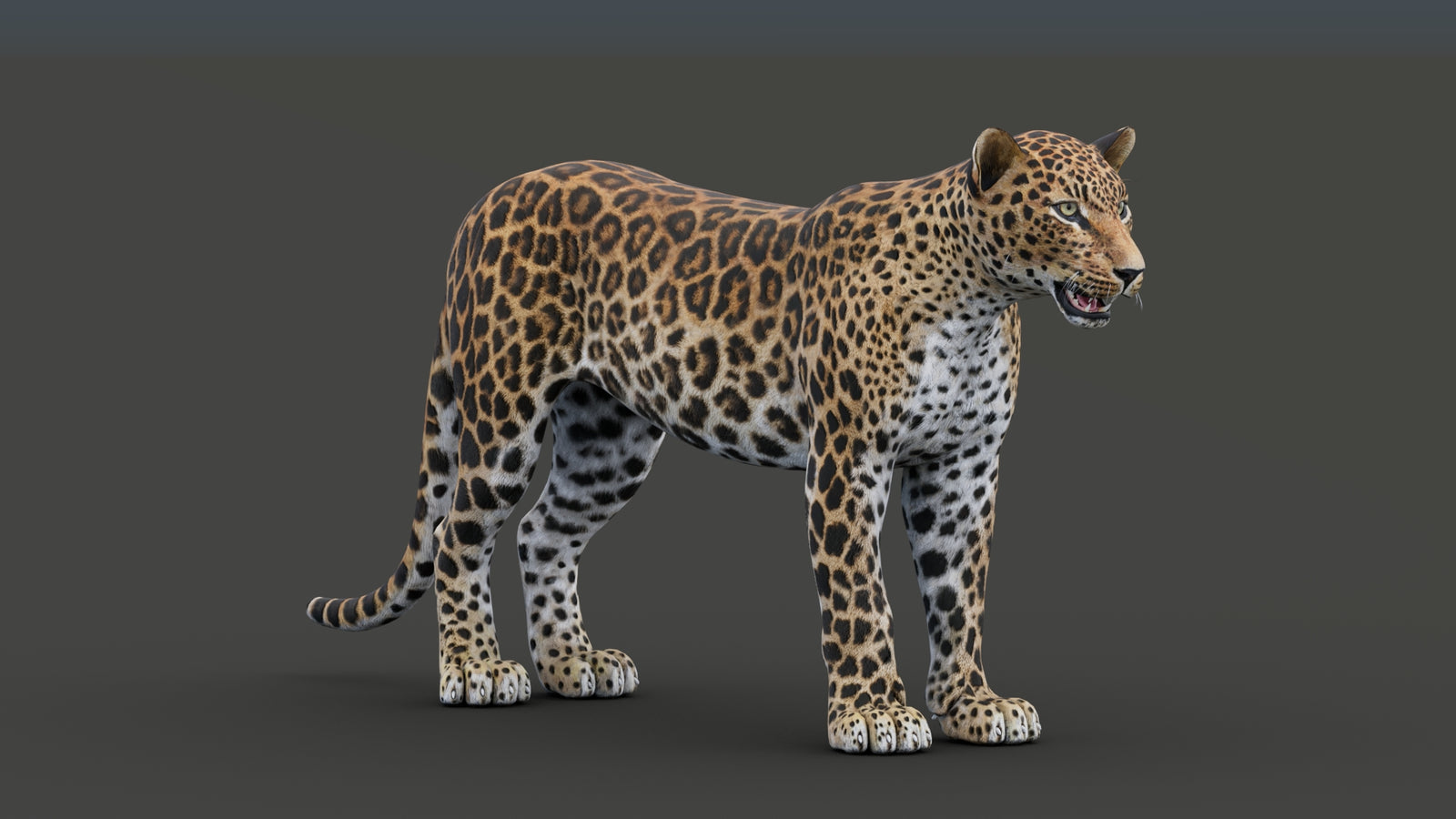 Sri Lankan Leopard 3D Model 360° view 1 frame 13