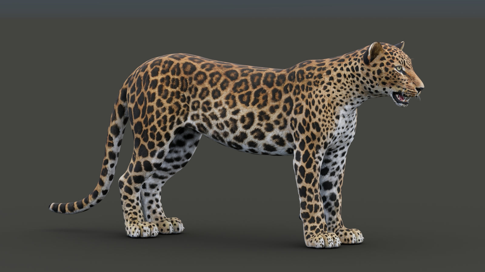 Sri Lankan Leopard 3D Model 360° view 1 frame 15