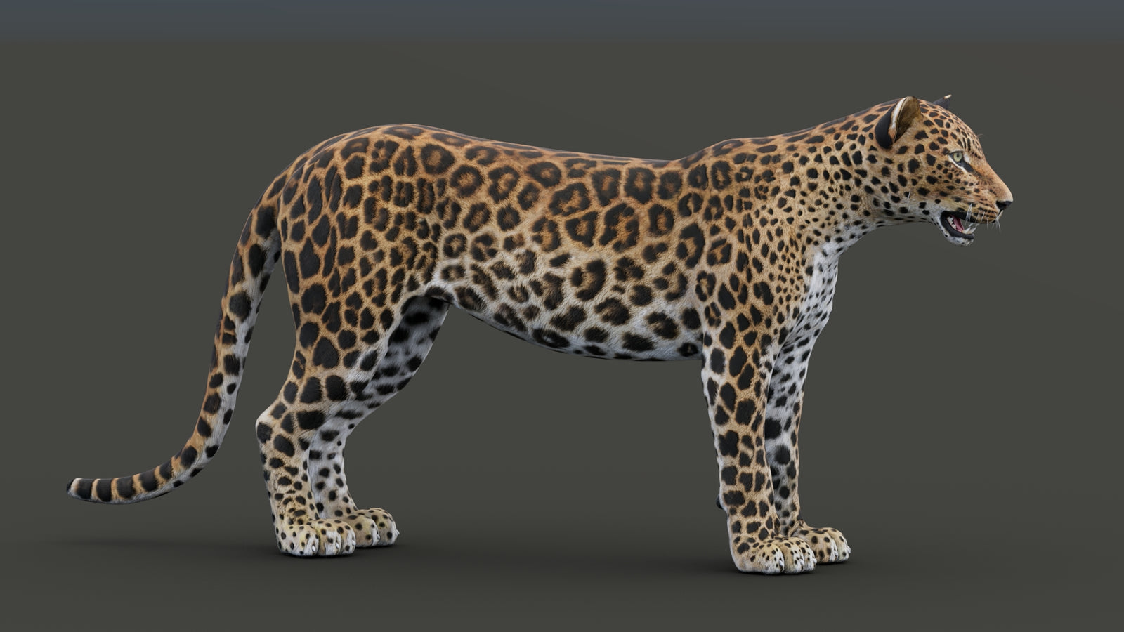 Sri Lankan Leopard 3D Model 360° view 1 frame 16