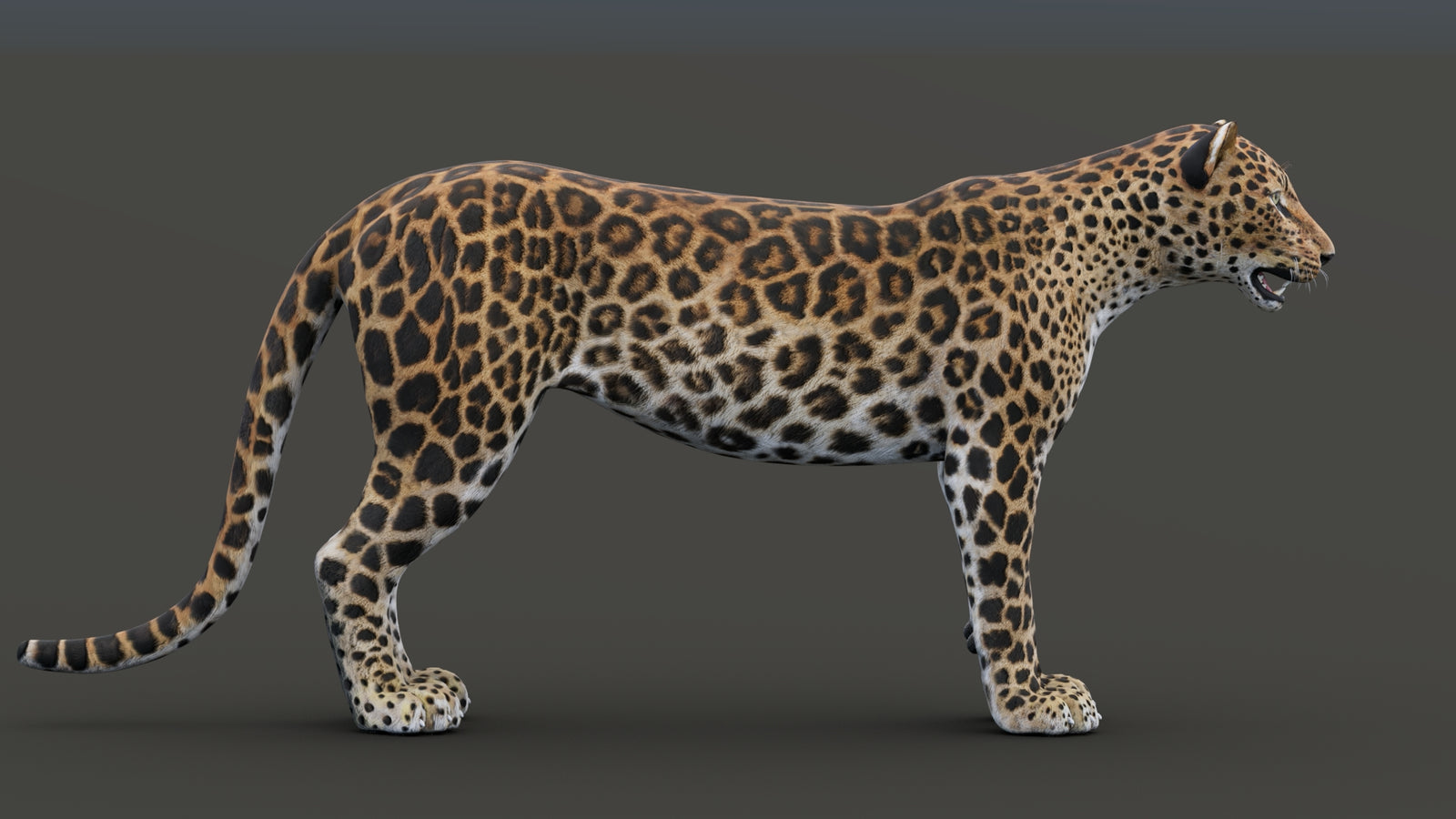 Sri Lankan Leopard 3D Model 360° view 1 frame 18