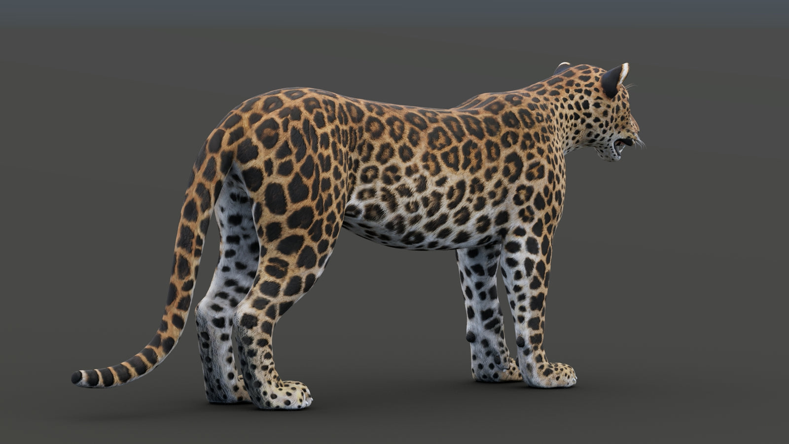 Sri Lankan Leopard 3D Model 360° view 1 frame 22