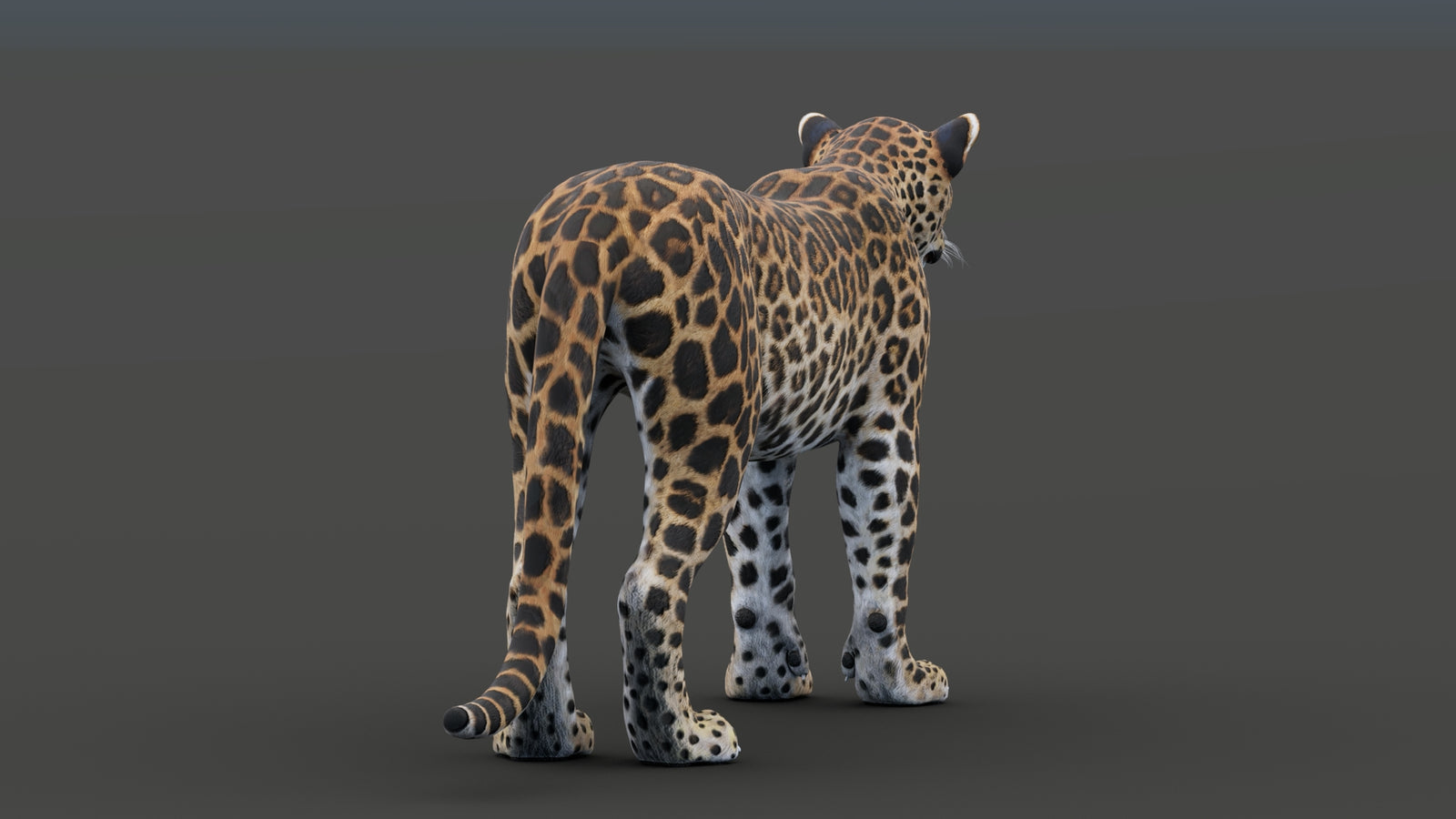 Sri Lankan Leopard 3D Model 360° view 1 frame 25