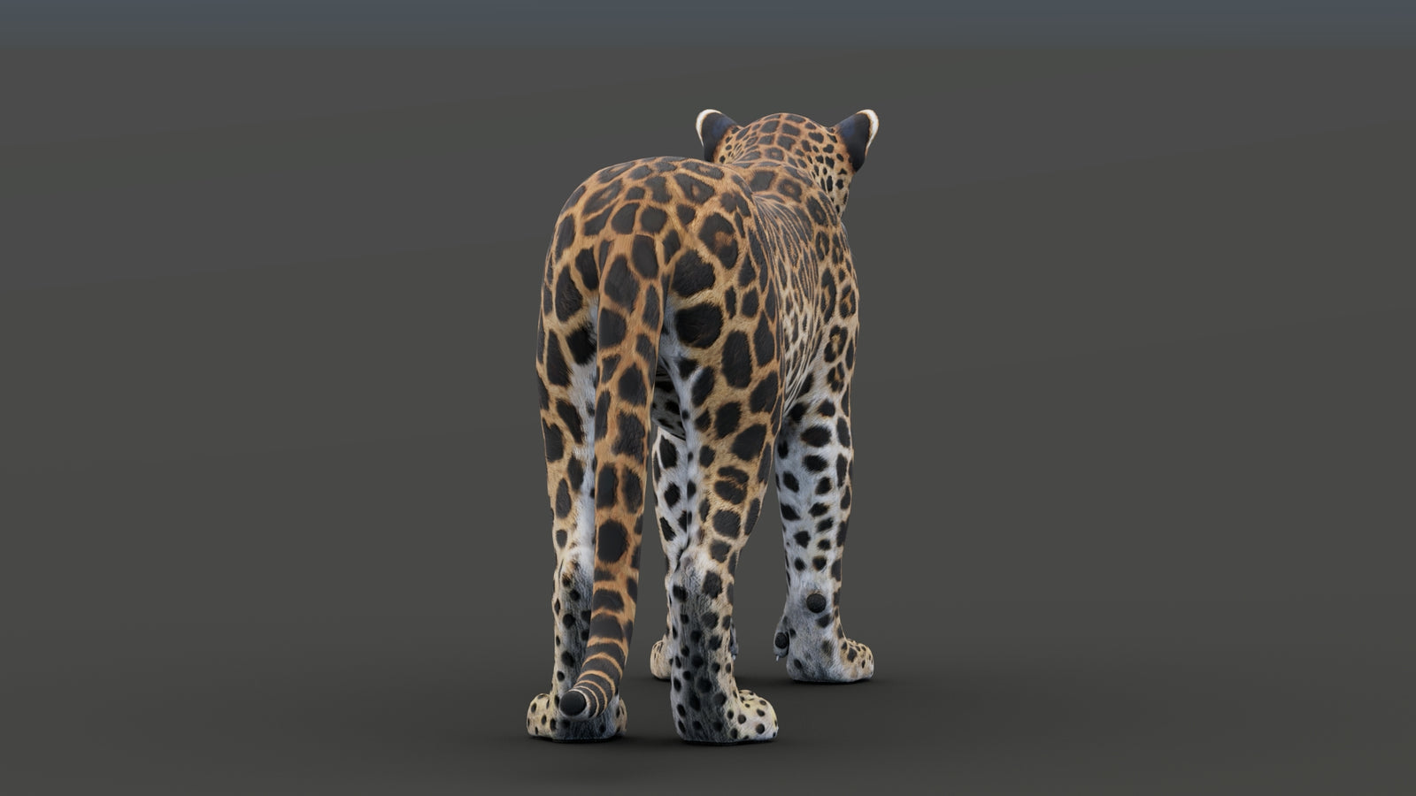 Sri Lankan Leopard 3D Model 360° view 1 frame 26