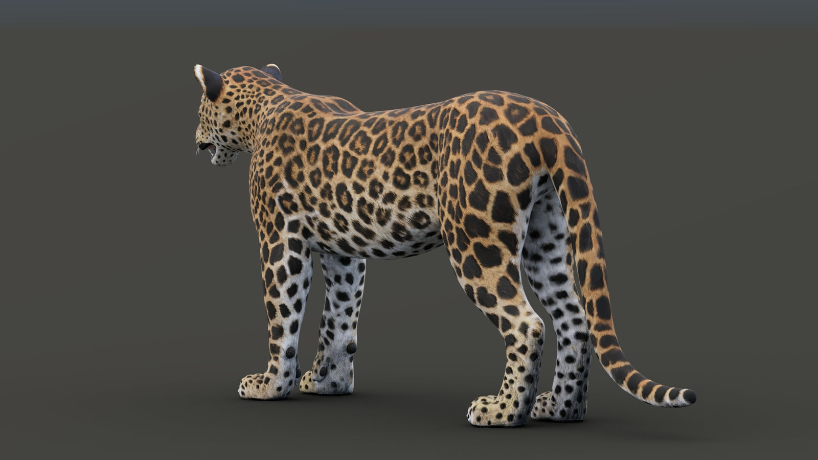 Sri Lankan Leopard 3D Model 360° view 1 frame 31