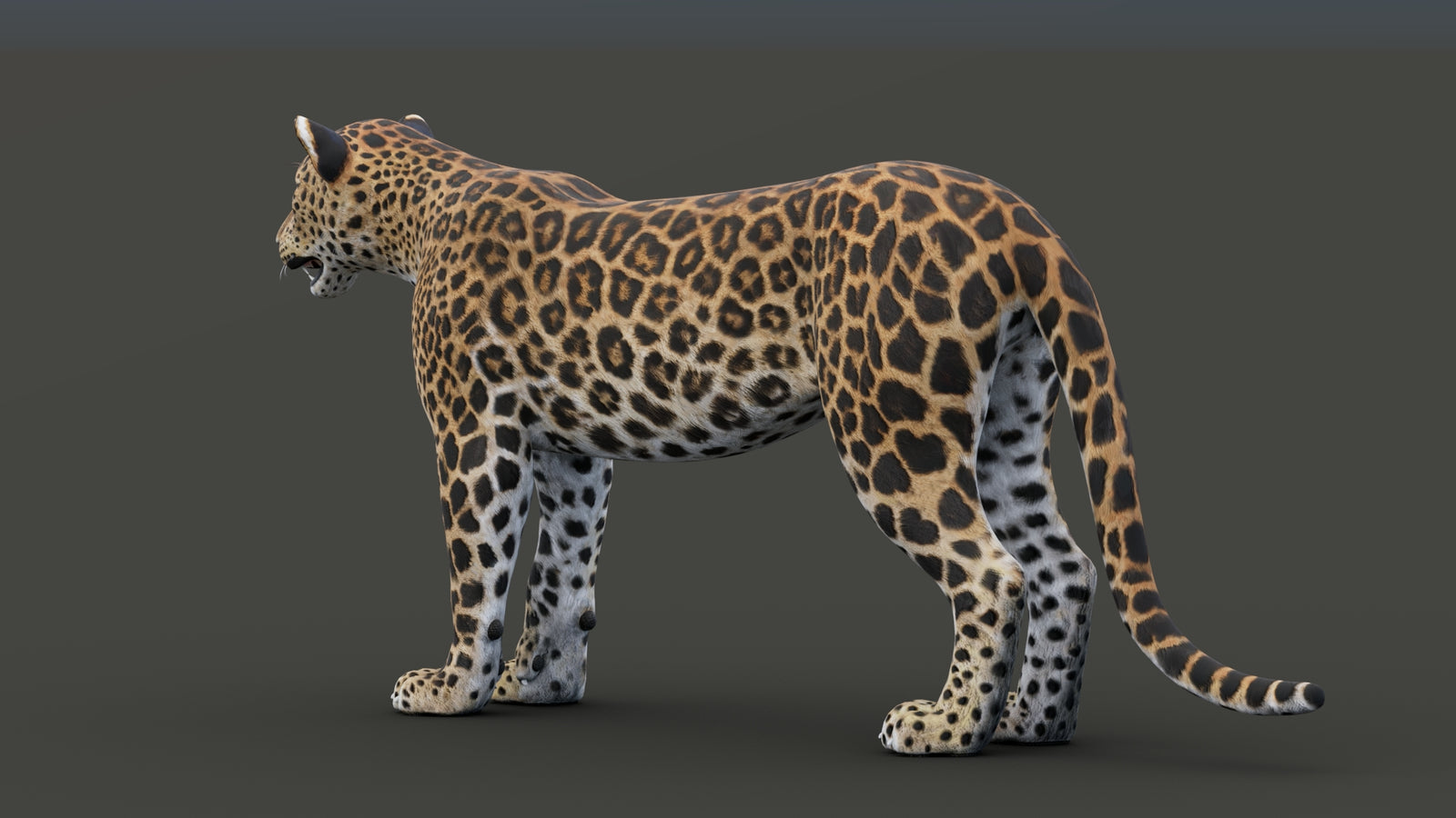 Sri Lankan Leopard 3D Model 360° view 1 frame 32