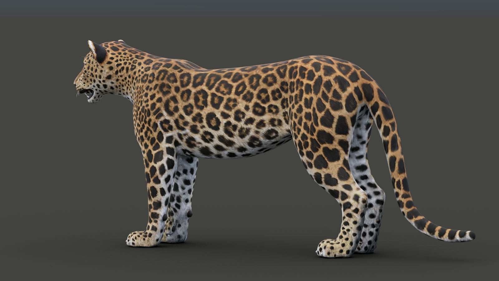 Sri Lankan Leopard 3D Model 360° view 1 frame 33