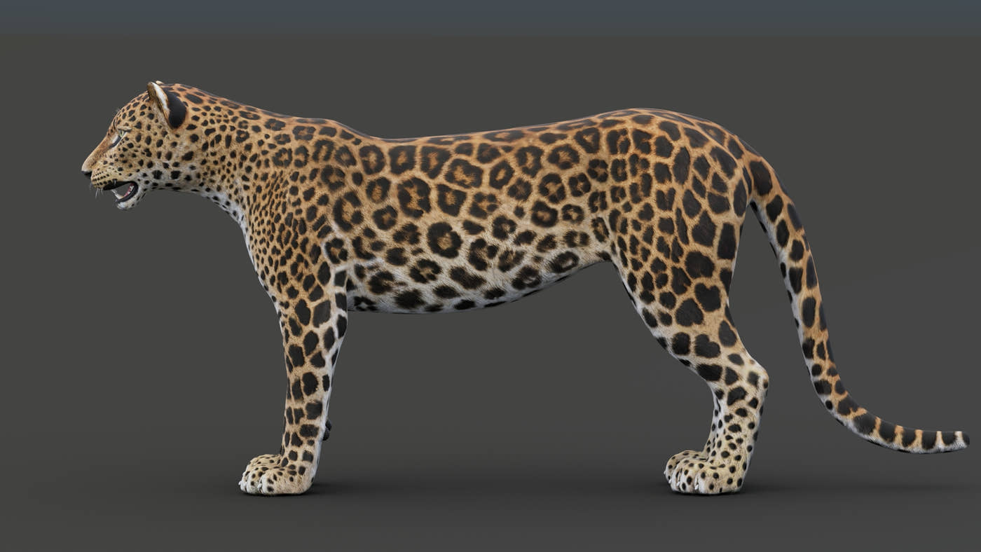 Sri Lankan Leopard 3D Model - 360 Degree View