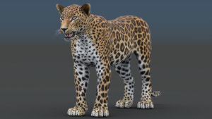 Sri Lankan Leopard 3D Model for Game Thumbnail